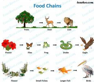 Environmental Studies Pdf Notes - ES Notes | Free Lecture Notes download 1 Environmental Studies Pdf Notes - ES Notes | Free Lecture Notes download 1